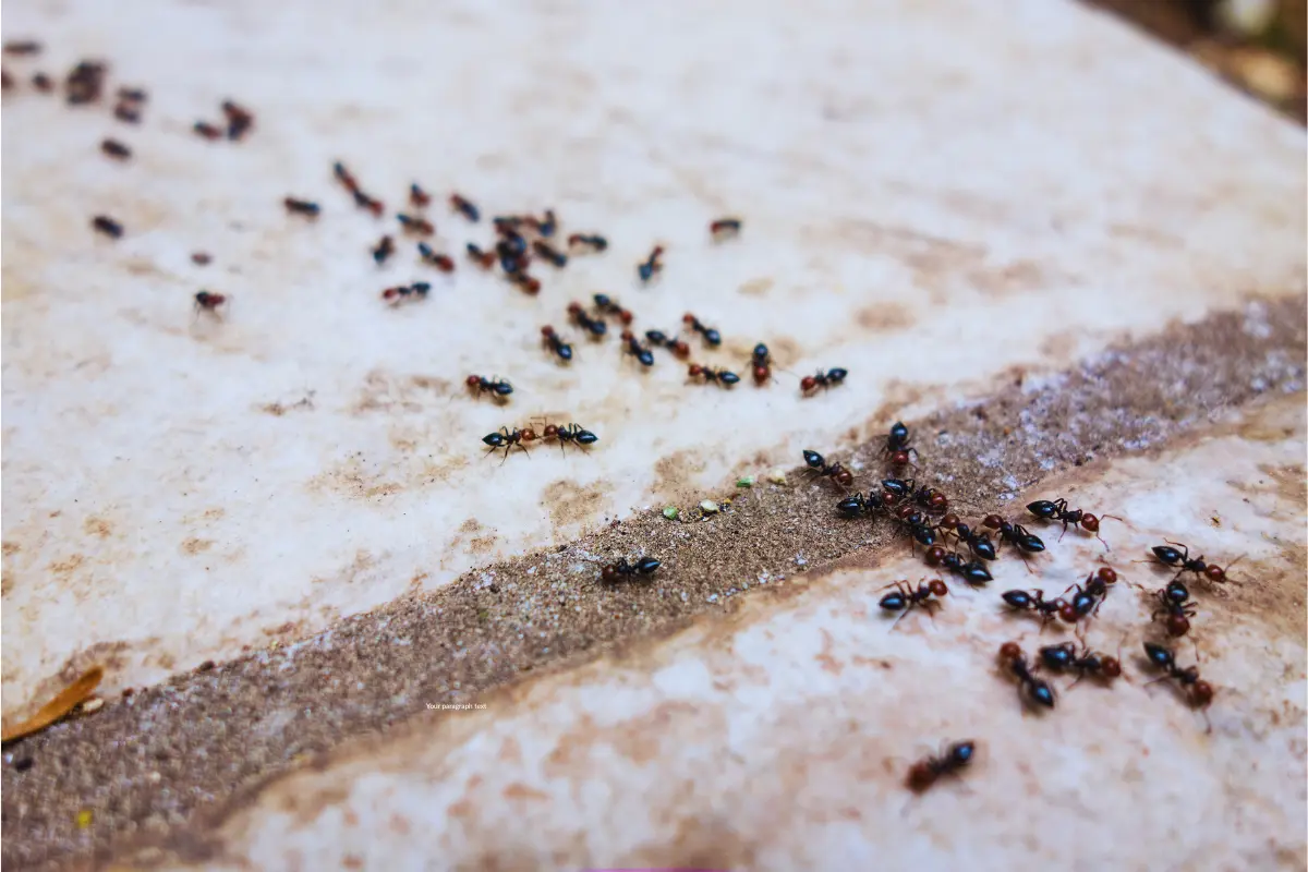 Ant Control Inala